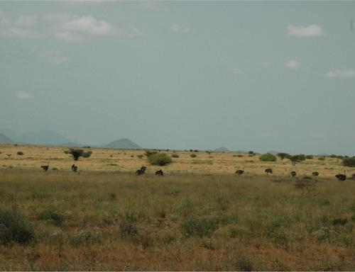 175 (1)